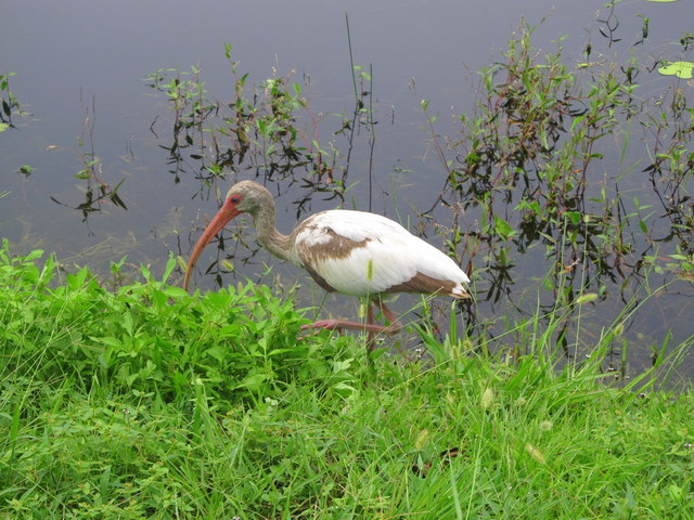 Everglades NP (FL)