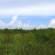 Everglades NP (FL)