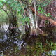 Everglades NP (FL)