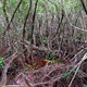 Everglades NP (FL)