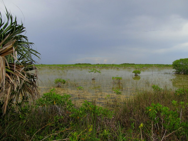Everglades NP (FL)