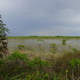 Everglades NP (FL)