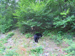 Shenandoah NP (VA)