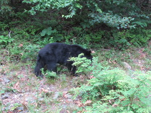Shenandoah NP (VA)