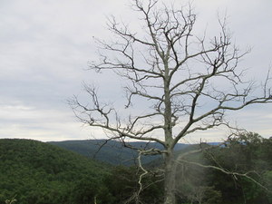 Shenandoah NP (VA)