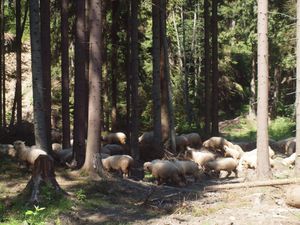 Owce w  lesie