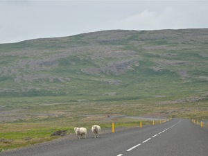 Autostopowicze w Westfjords :-)