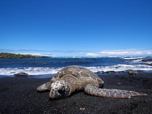 Zielone żółwie hawajskie