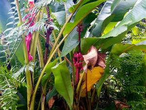 Tropikalna roślinność