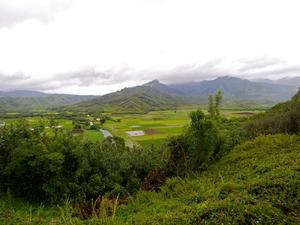 Dolina Hanalei (uprawy taro)