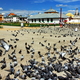 gołębie z klasztoru Gandan