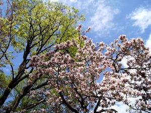 Kwitnące drzewa