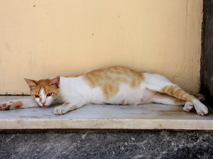 Chalkida - zmęczona upałem kocia mama