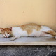 Chalkida - zmęczona upałem kocia mama