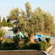 Hotel Eretria Village z drzewem oliwnym na wprost naszego okna