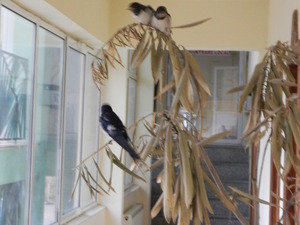 Ptaki na hotelowym korytarzu