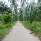 Droga przez dżunglę