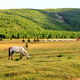 krajobraz z koniem
