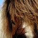 konie islandzkie