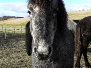 konie islandzkie