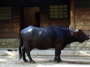 Berlin ZOO