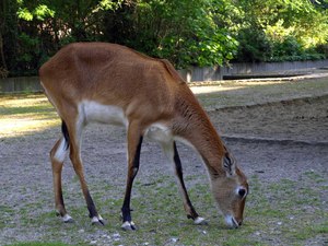 Berlin ZOO