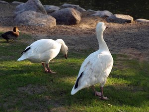 Berlin ZOO