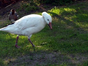 Berlin ZOO