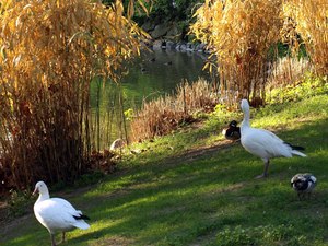 Berlin ZOO