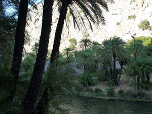 palmy nad rzeka