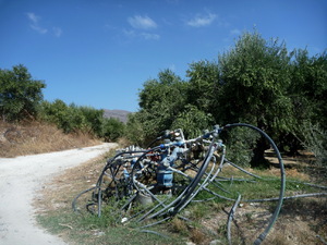 system nawadniajacy w gaju oliwnym