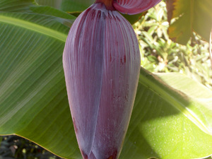 kwiat bananowca