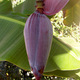 kwiat bananowca