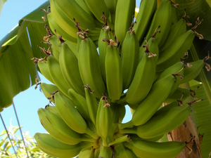 bananowiec