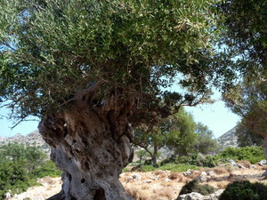 stare drzewo oliwkowe