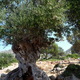 stare drzewo oliwkowe