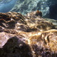 1619215 - Kreta Morze Kretenskie pod woda