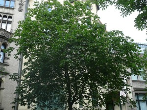Kamienice przy Fasanenstraẞe 4