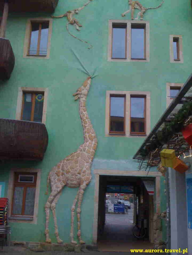 żyrafa w Dreźnie