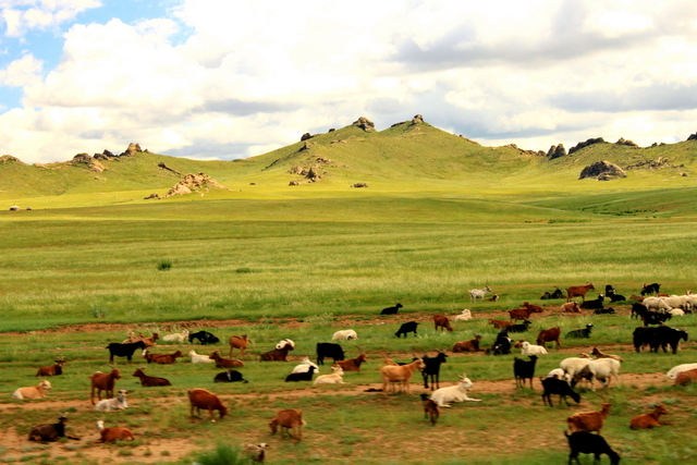 kozy i owce - żywy inwentarz mongolskiej rodziny