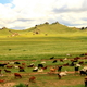 kozy i owce - żywy inwentarz mongolskiej rodziny