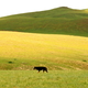 mongolski Burek na wzgórzach nad miastem