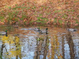 Park Staszica  - staw