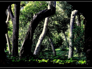 Park Guell