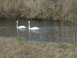 Pic 5342