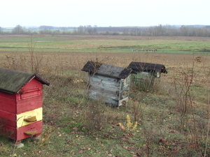Pic 2681