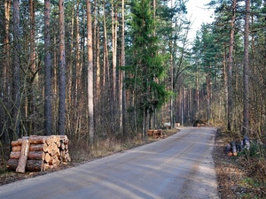 Grudzien 2012 Przez las