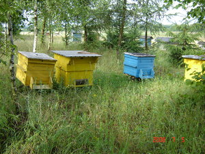 Tradycyjna pasieka. Ozierany Małe . 2012 r.