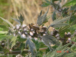 Dsc00291
