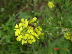 Dsc00329